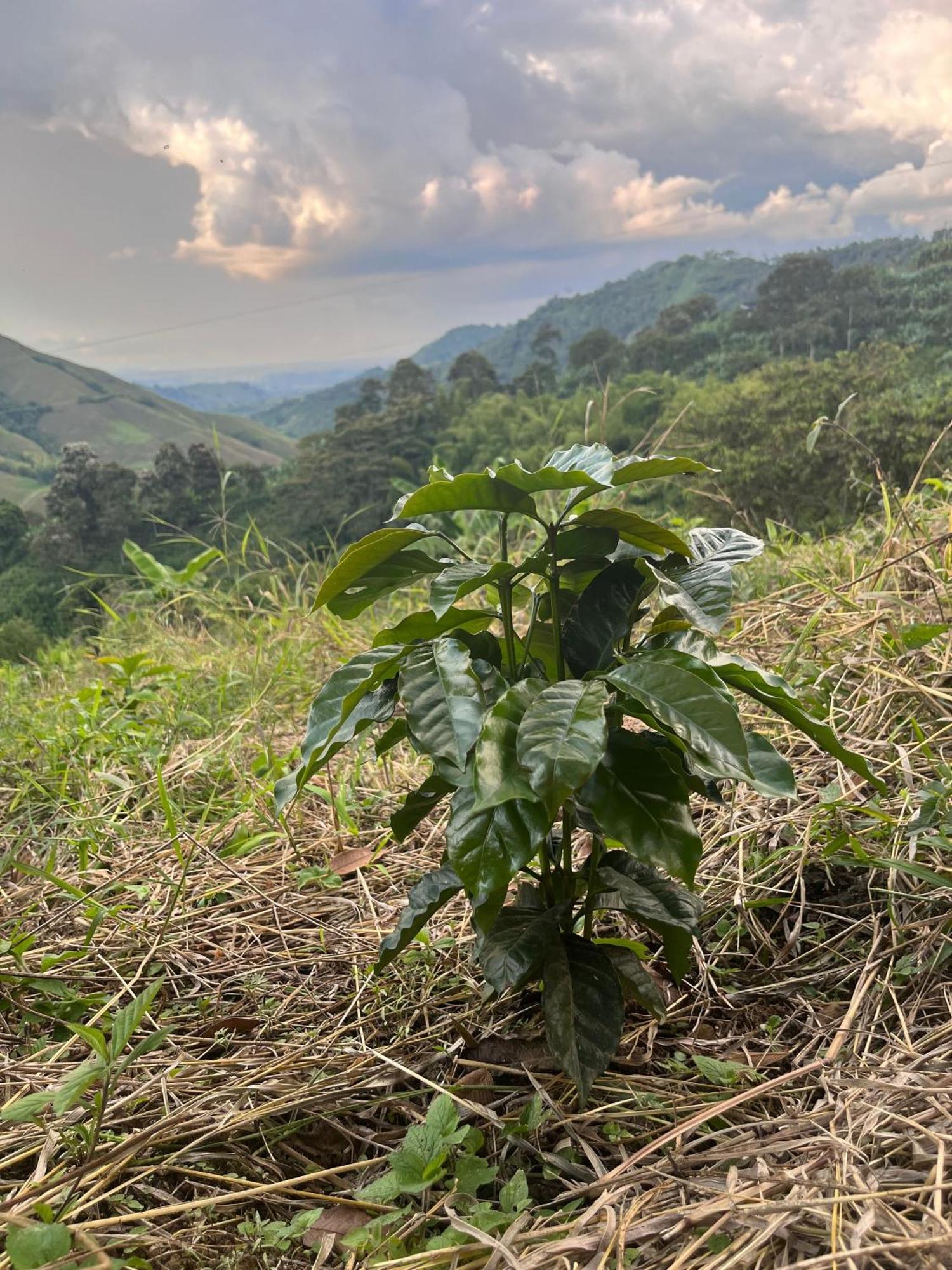 La Macarena By Welttisch Genova (Quindio)